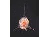Photo of Decapoda: crab larval stages